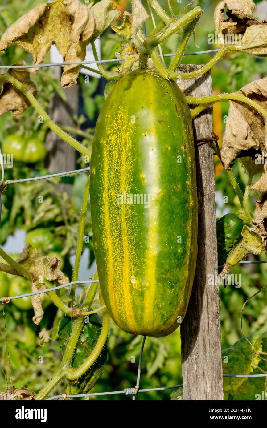Cornichon de Paris Stock Photo Alamy