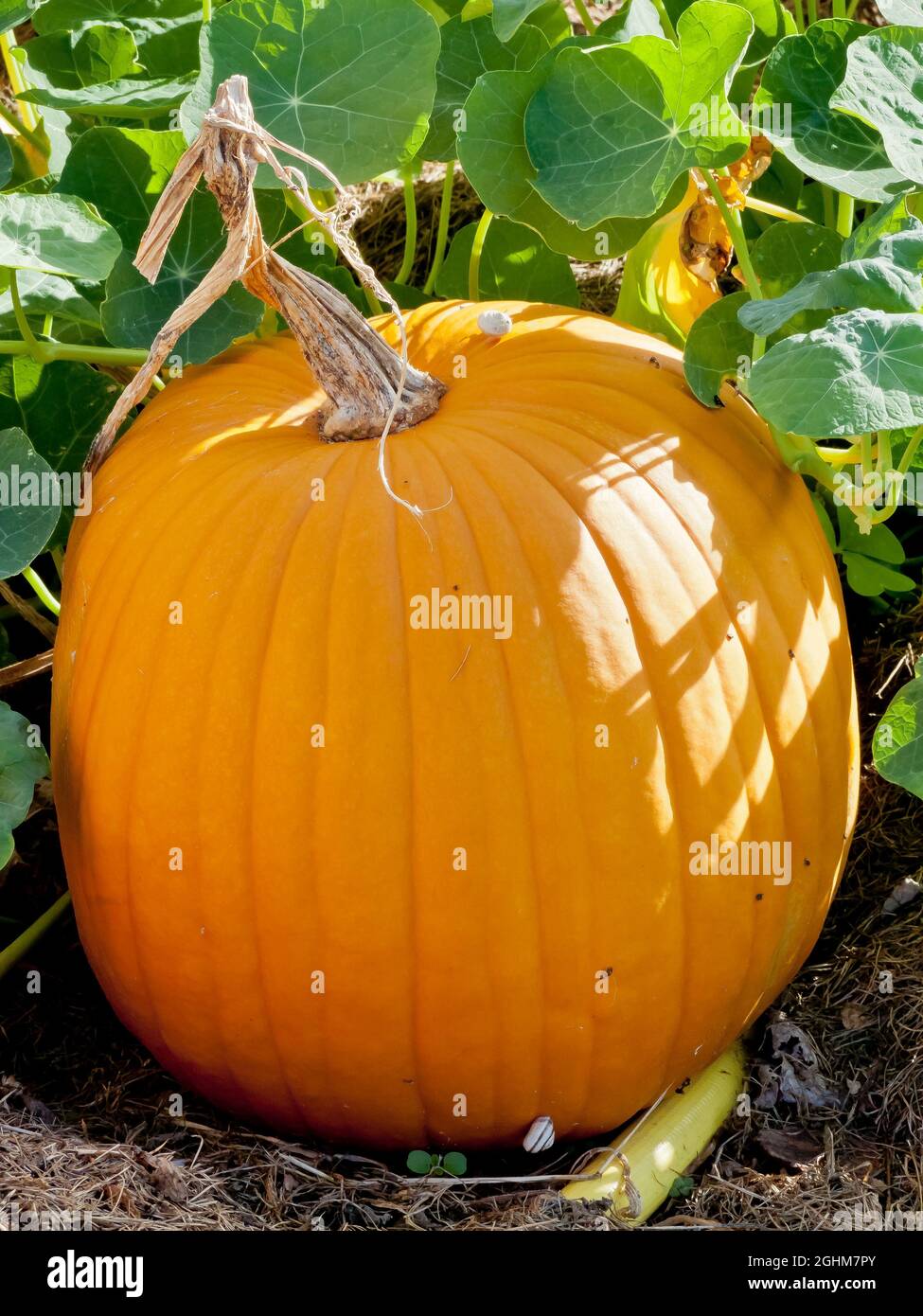 Courge High Resolution Stock Photography And Images Alamy Courge High Resolution Stock Photography And Images Alamy