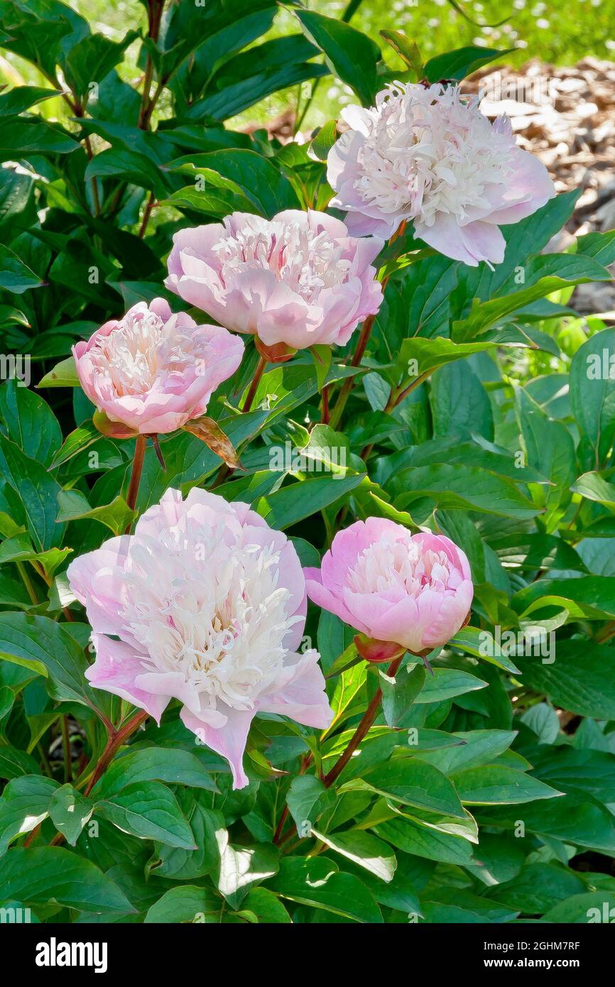 Peony 'Do Tell' in bloom in a garden Stock Photo Alamy