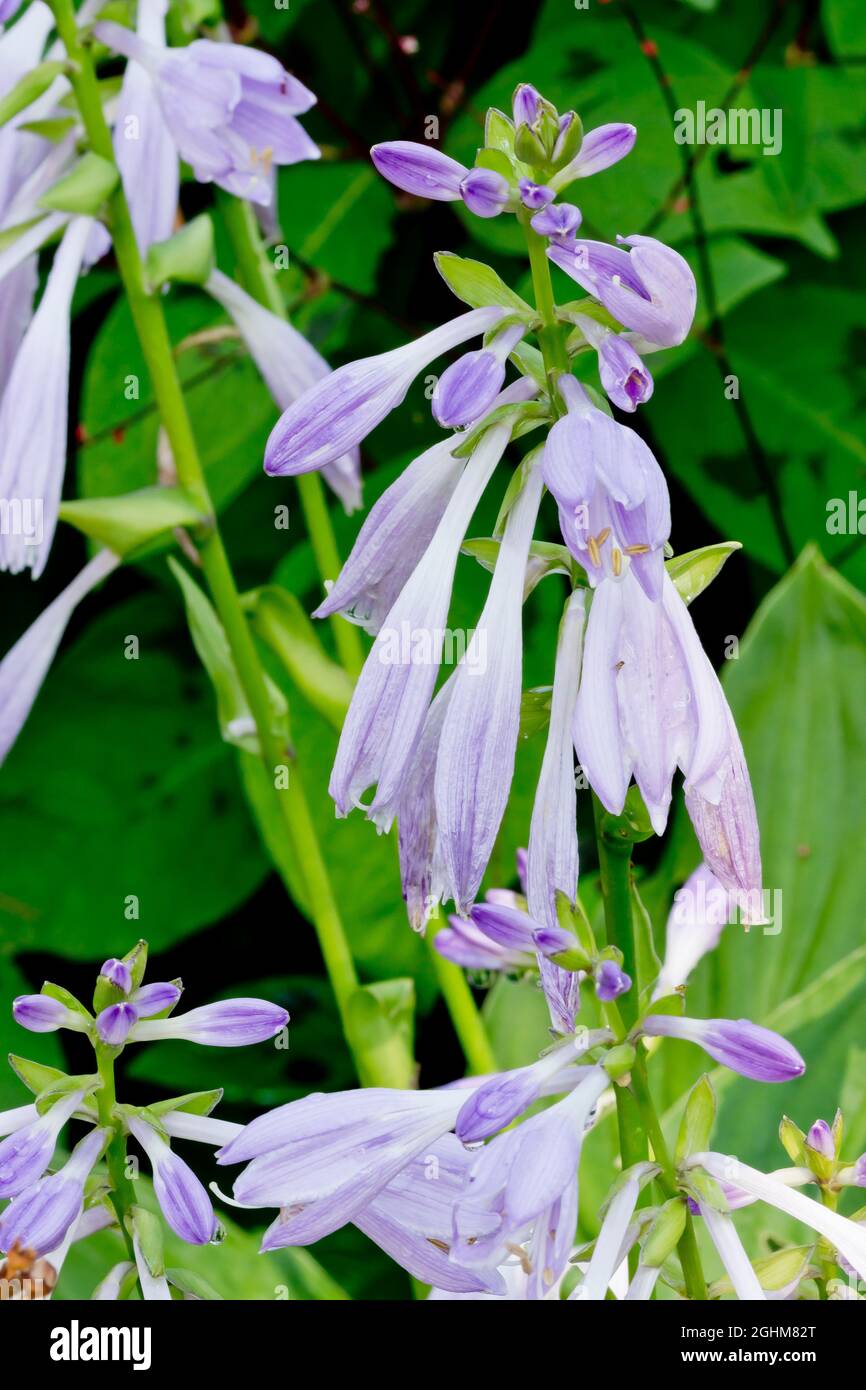 Hosta ‘Sweet Susan’ Stock Photo - Alamy