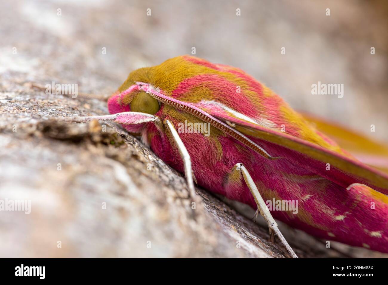 An Elephant Hawk-moth (Deilephila elpenor) resting on tree bark Stock Photo