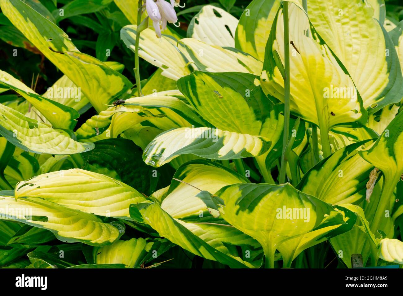 Hosta fortunei 'Gold Standard' Stock Photo - Alamy