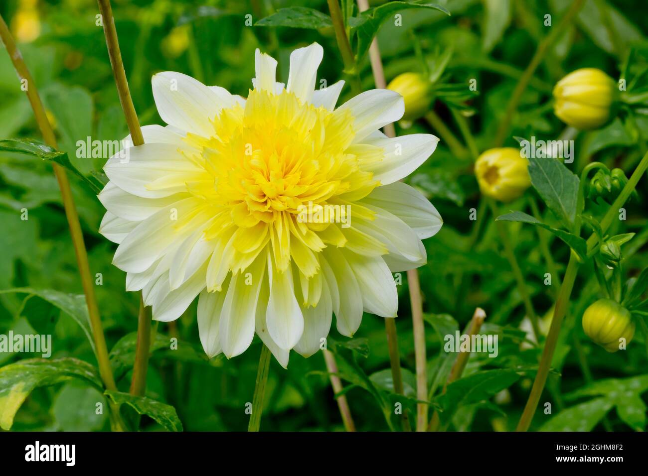 Dahlia 'Freya?s Paso Doble' in bloom in a garden Stock Photo