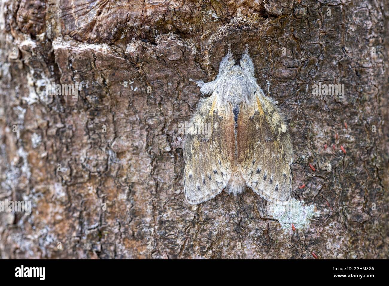 Lobster Moth (Stauropus fagi) at rest on tree bark Stock Photo