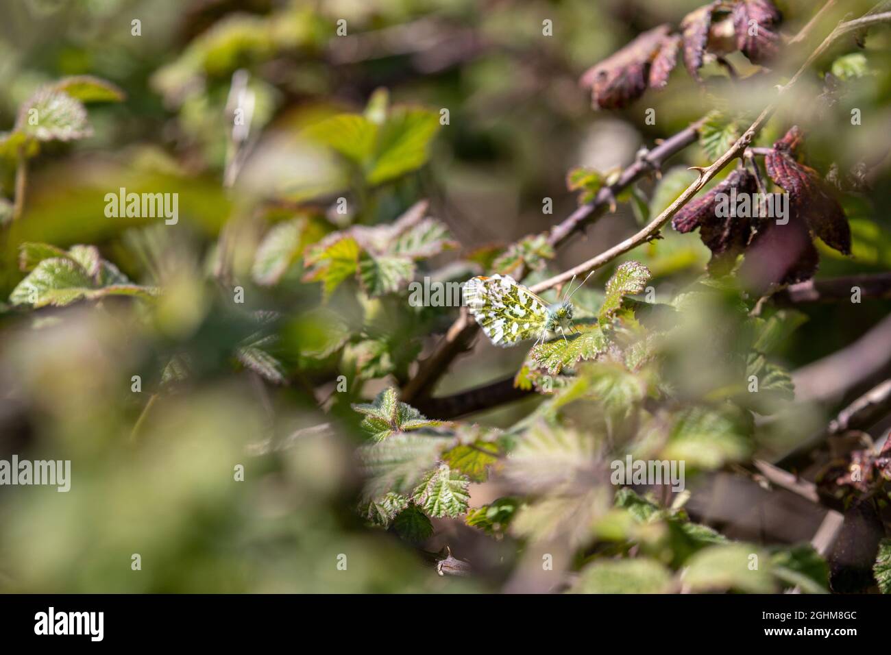 Orange-tip (Anthocharis cardamines) butterfly resting amongst brambles in spring Stock Photo
