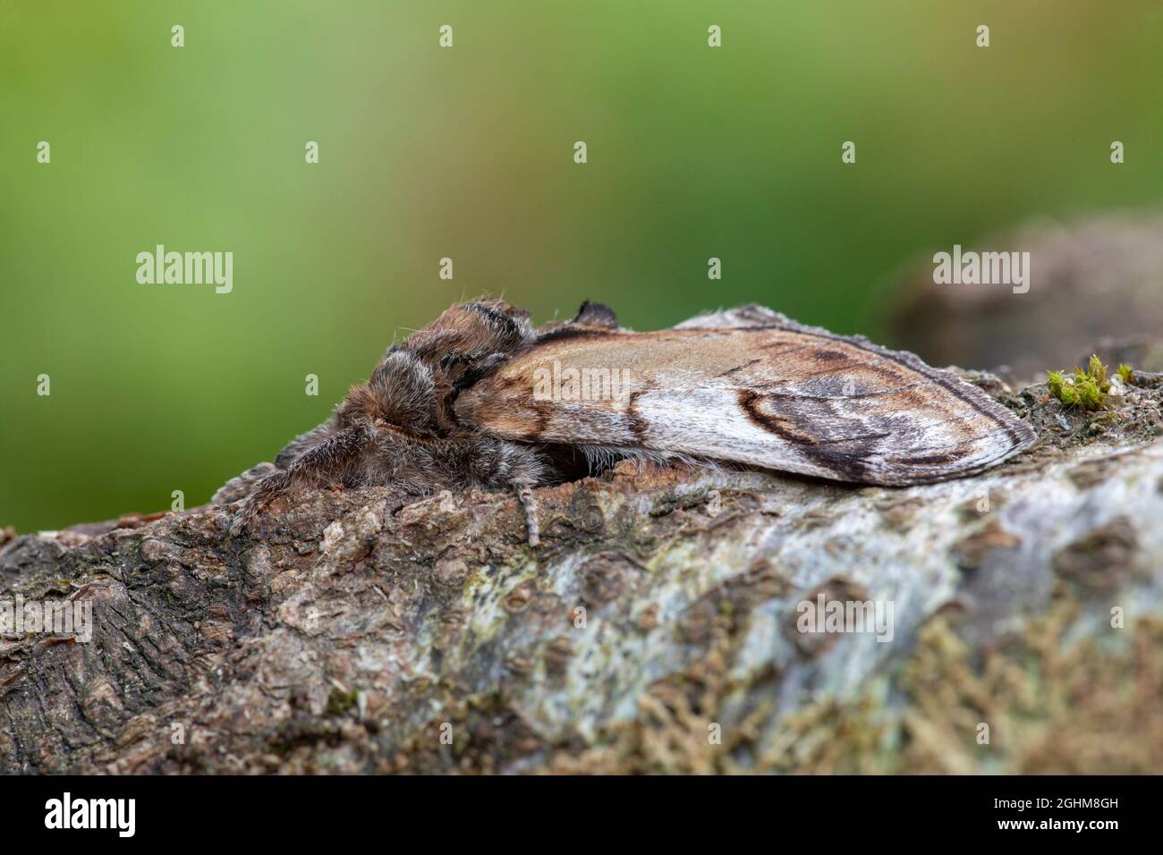 Pebble Prominent (Notodonta ziczac) moth Stock Photo