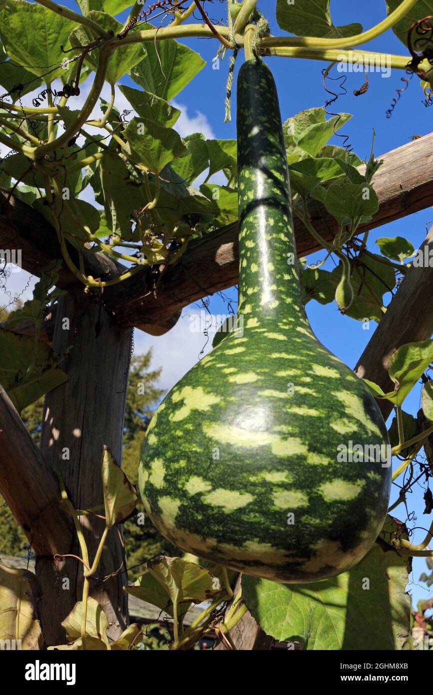 Speckled Swan or Korba Gourd hanging on the Vine Stock Photo
