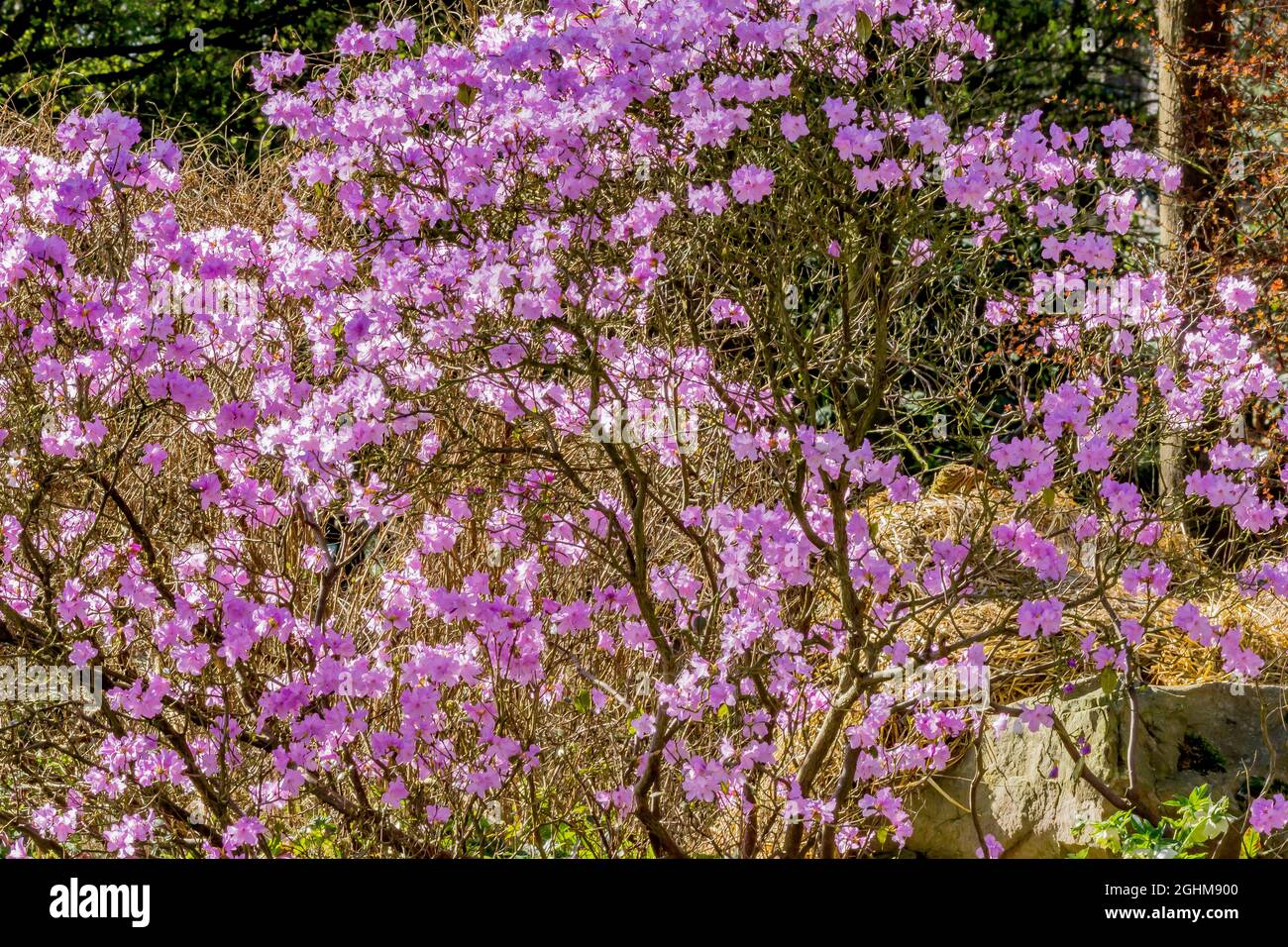 Rhododendron 'Praecox' in bloom in a garden Stock Photo - Alamy