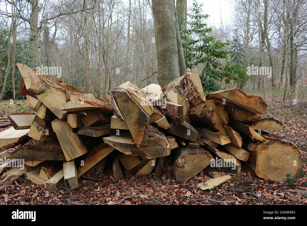 Split logs stacked in a forest Stock Photo