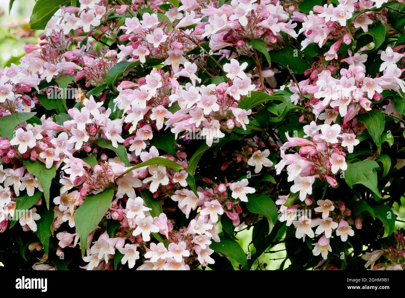 Kolkwitzia amabilis 'Pink Cloud' Stock Photo - Alamy