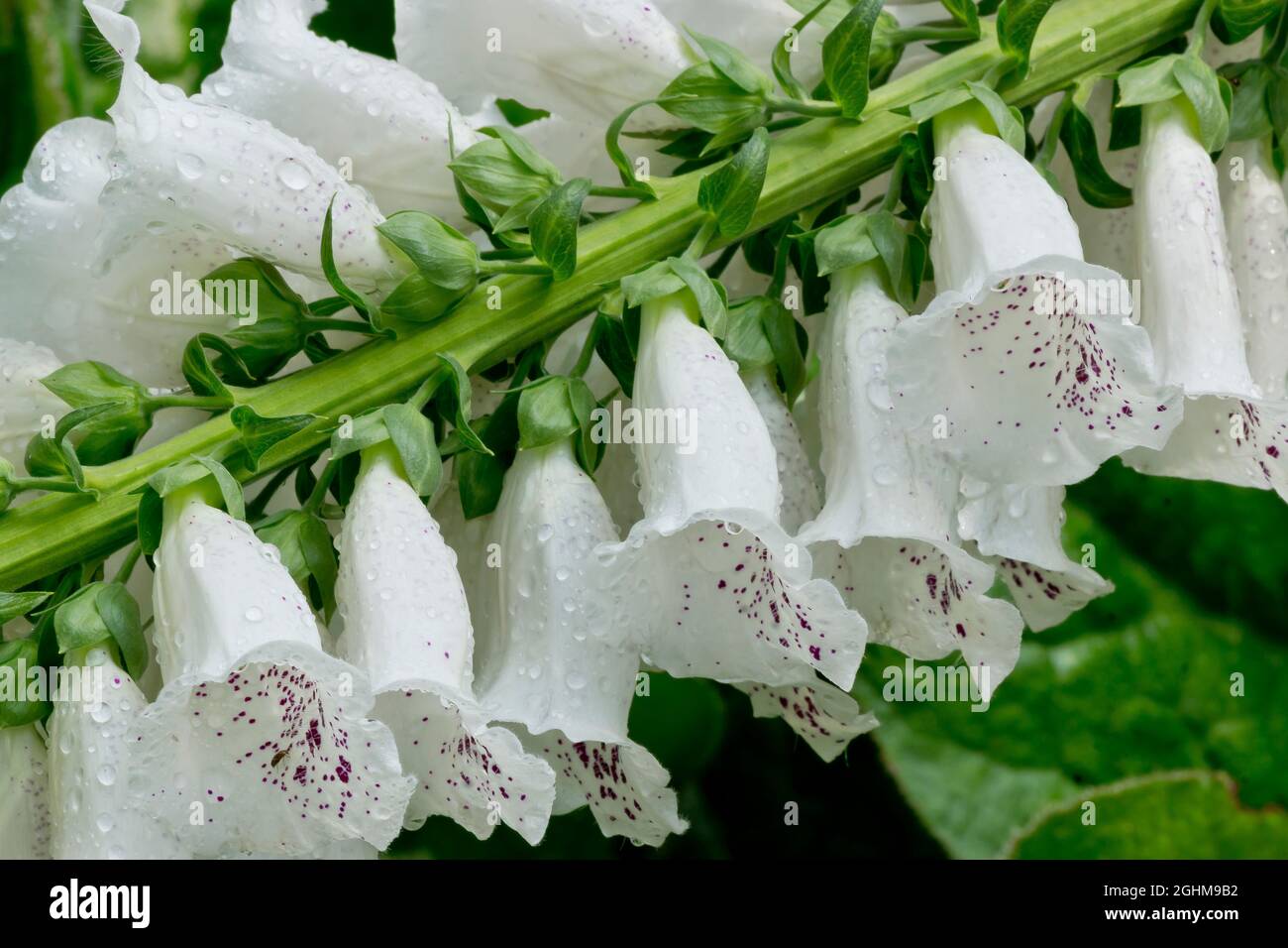 Digitalis purpurea 'Camelot White' Stock Photo
