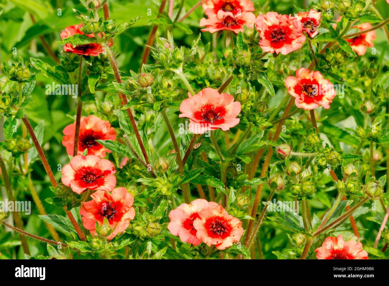 Fingerkraut Miss Willmott - Winterharte Staude Mit Rosaroten Blüten, 50cm Hoch, Blüte Juni-August