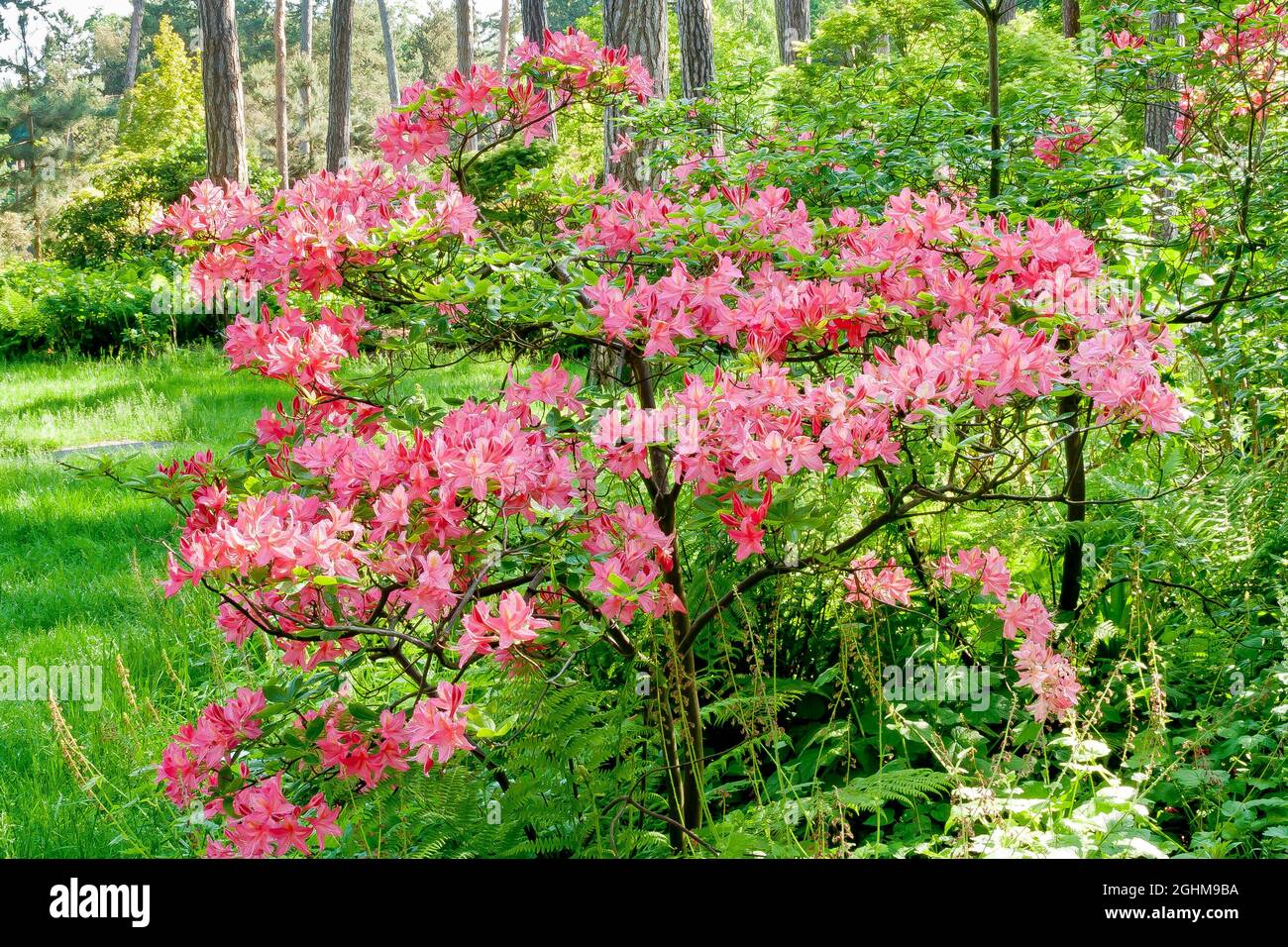 Rhododendron 'Jolie Madame' in bloom in a garden Stock Photo - Alamy