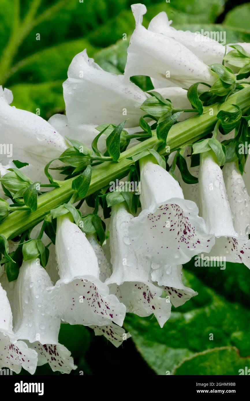 Digitalis purpurea 'Camelot White' Stock Photo Alamy