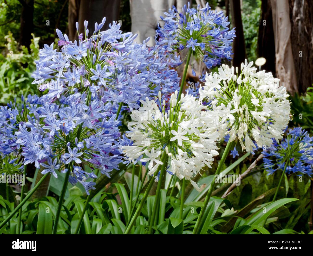 Agapanthus 'Blue Giant', Agapanthus'Alba' Stock Photo Alamy