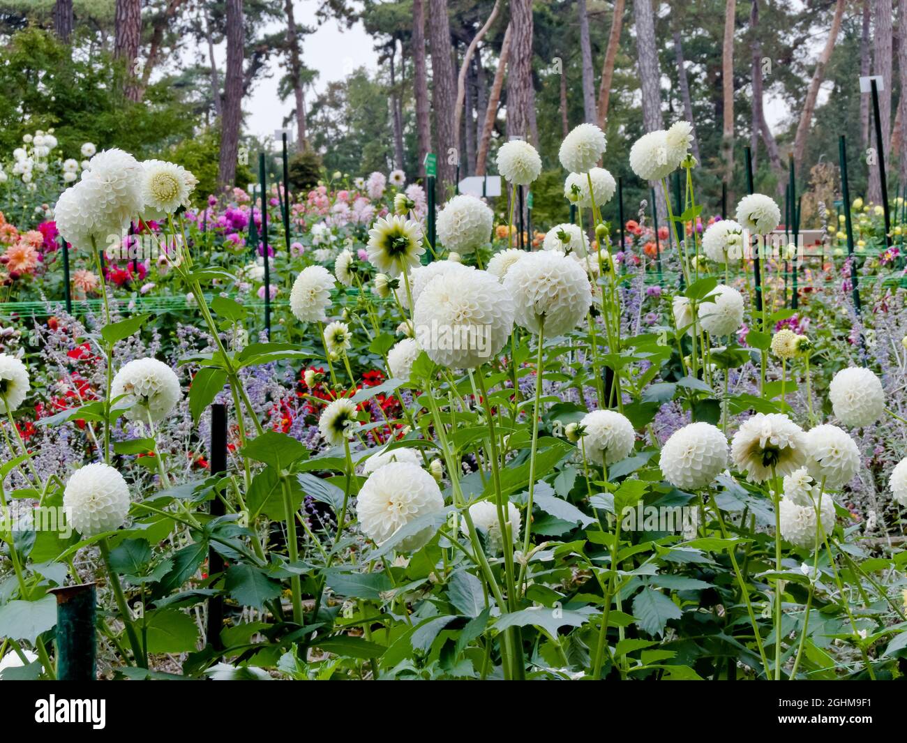Dahlia 'Ryecroft' in bloom in a garden Stock Photo Alamy