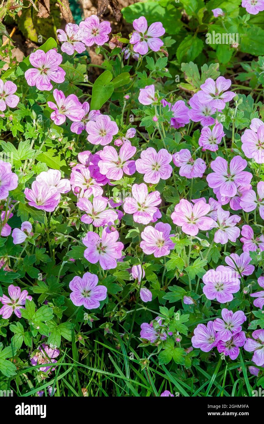 Geranium riversleaianum ‘Mavis Simpson’ Stock Photo - Alamy