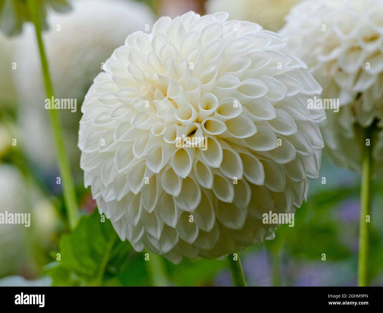 Dahlia ryecroft hires stock photography and images Alamy