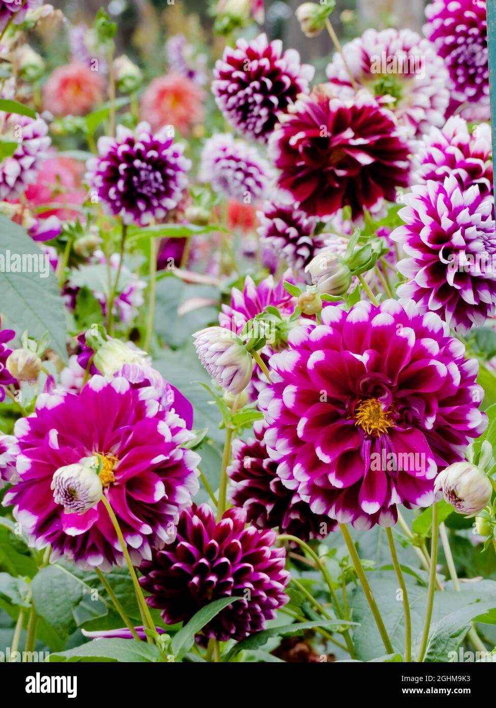 Dahlia 'Edimbourg' in bloom in a garden Stock Photo