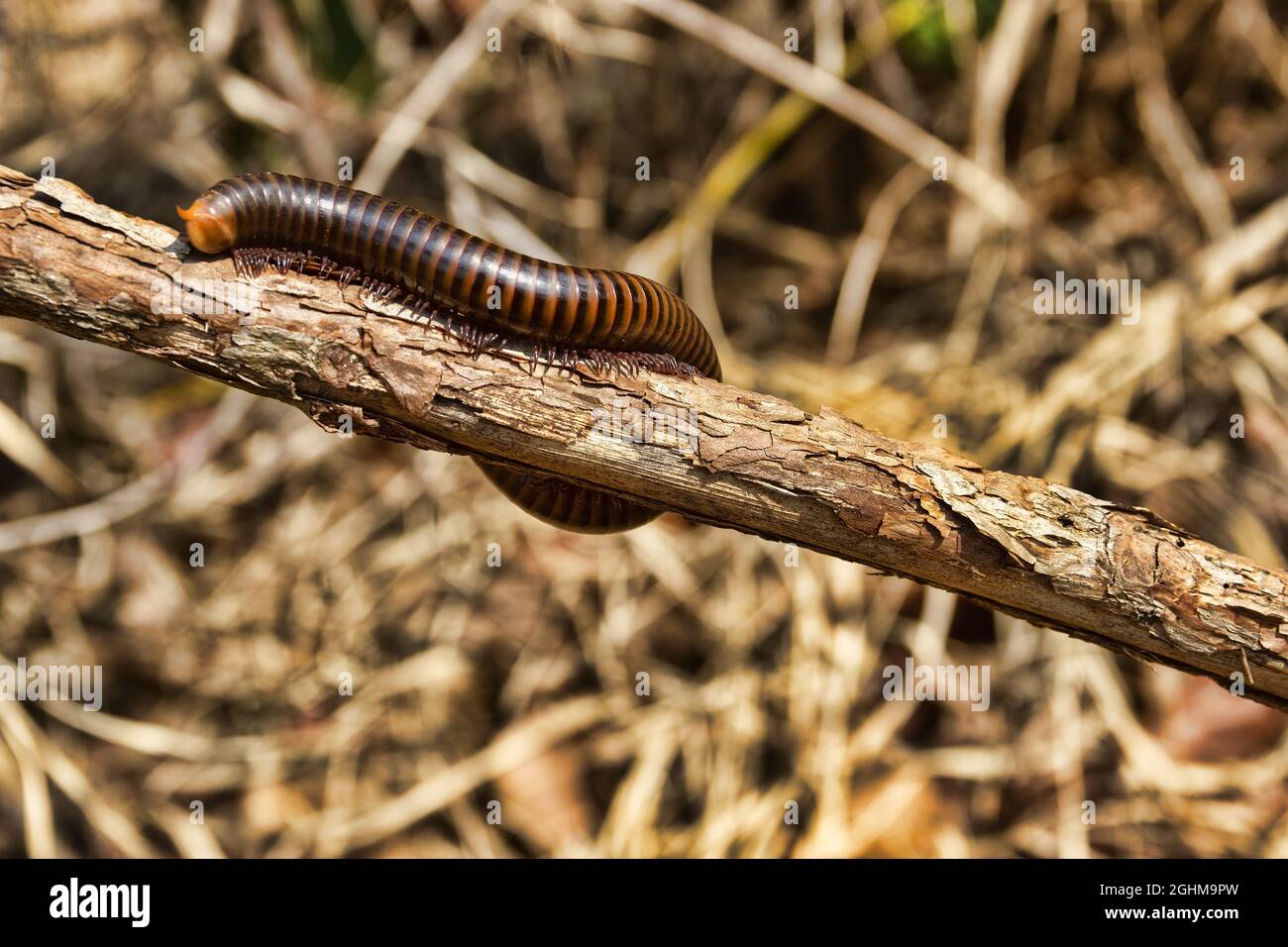 Millipede Spirostreptida, Parilis from the coastal rainforest of Thailand. February Stock Photo