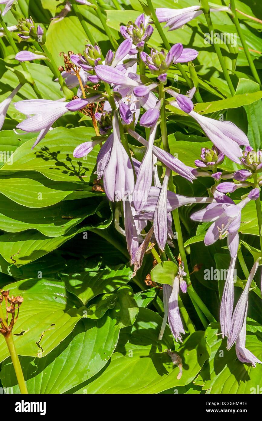 Hosta ‘Sweet Susan’ Stock Photo - Alamy