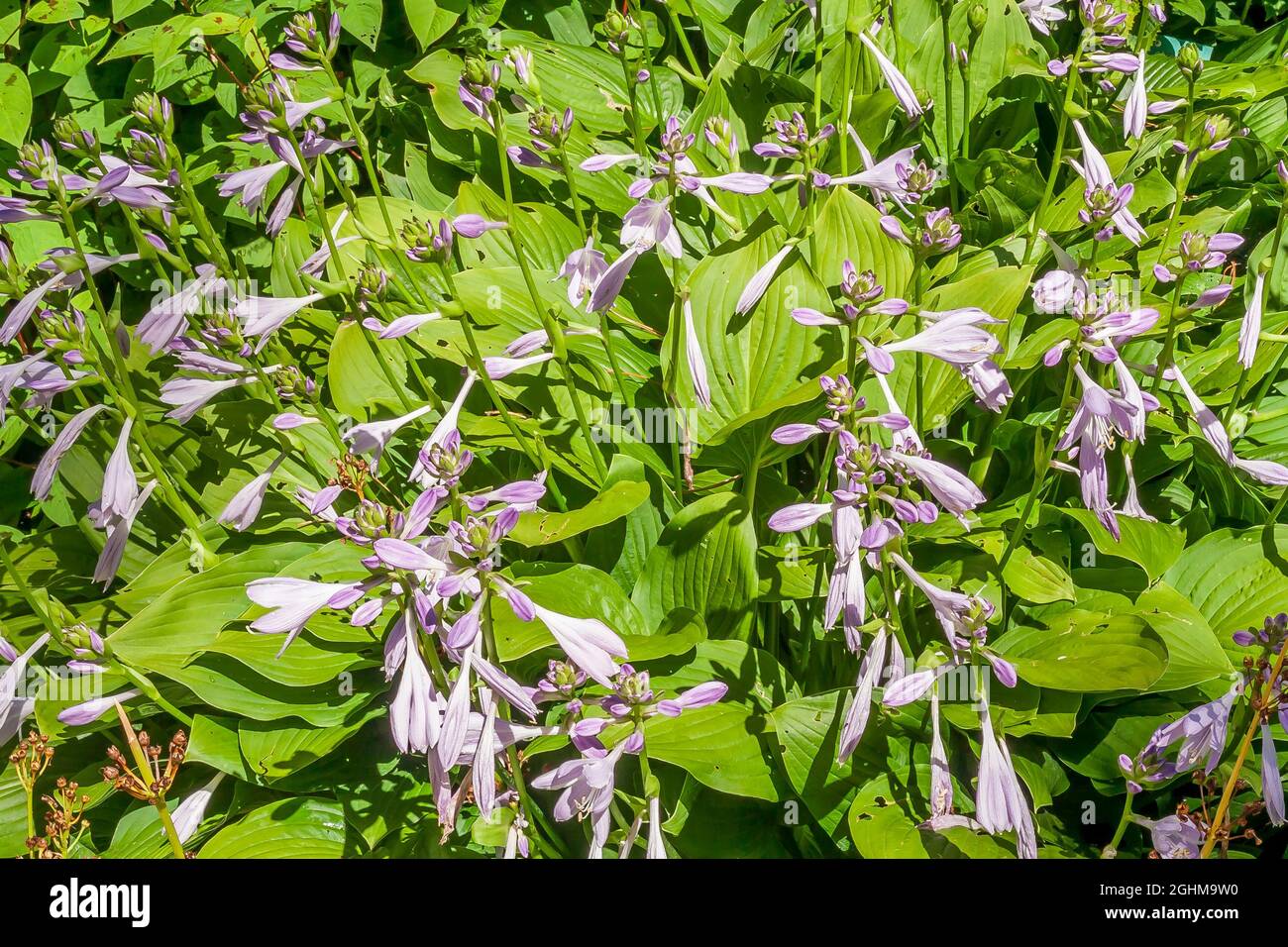Hosta ‘Sweet Susan’ Stock Photo - Alamy