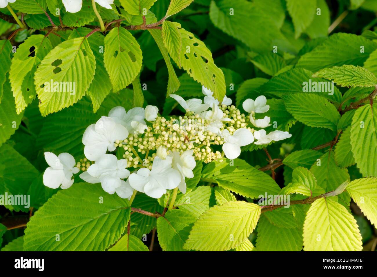 Viburnum plicatum mariesii hires stock photography and images Alamy