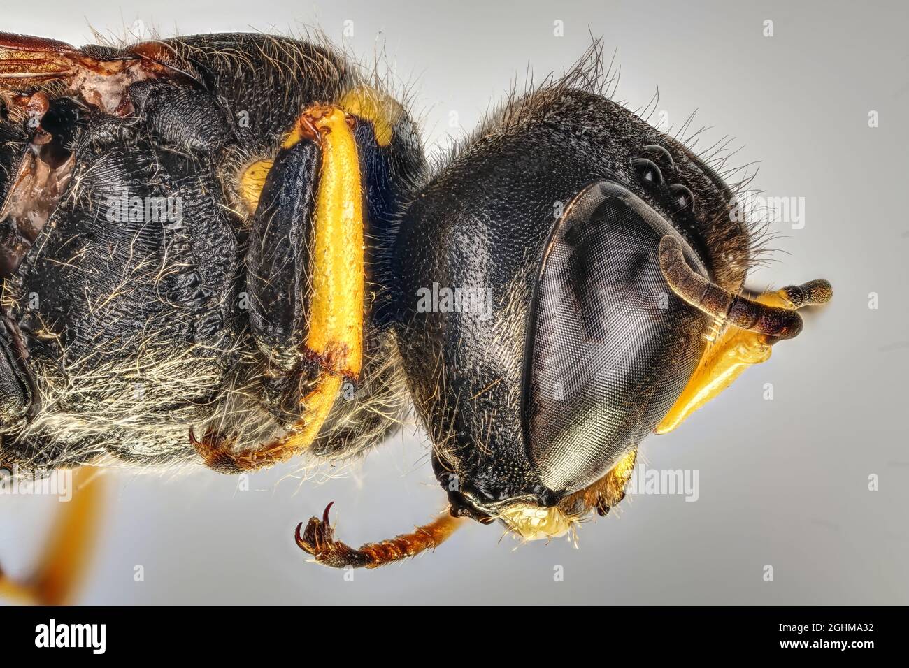 Small fly-3mm, 10x magnification - Stock Photo
