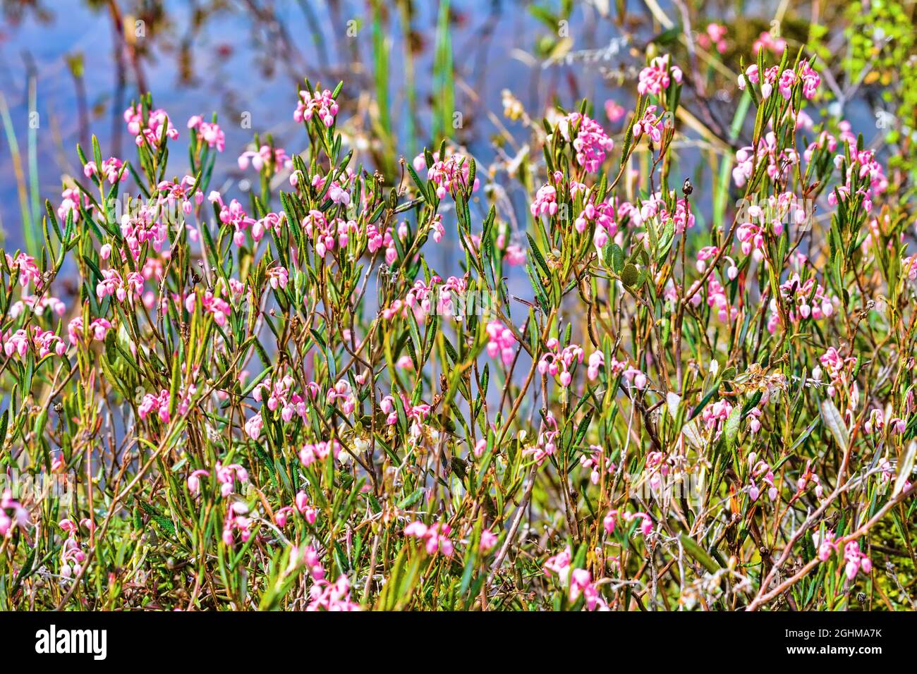 Bog rosemary (Andromeda polifolia) at mesotrophic peat-land (transition moor) in the north-east of Europe. May Stock Photo