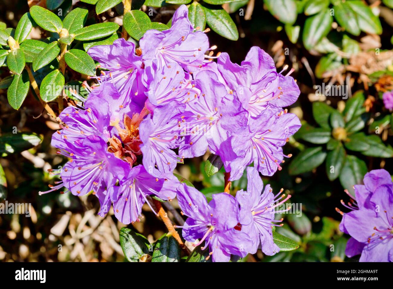 Rhododendron in bloom in a garden Stock Photo Alamy