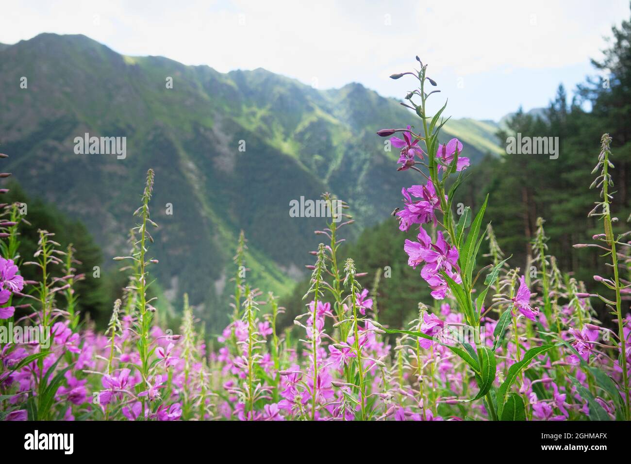Rosebay willowherb (Chamaenerion colchicum) in the valleys of the Greater Caucasus. Lush fragrant summer mountain meadows. Against the backdrop of a m Stock Photo
