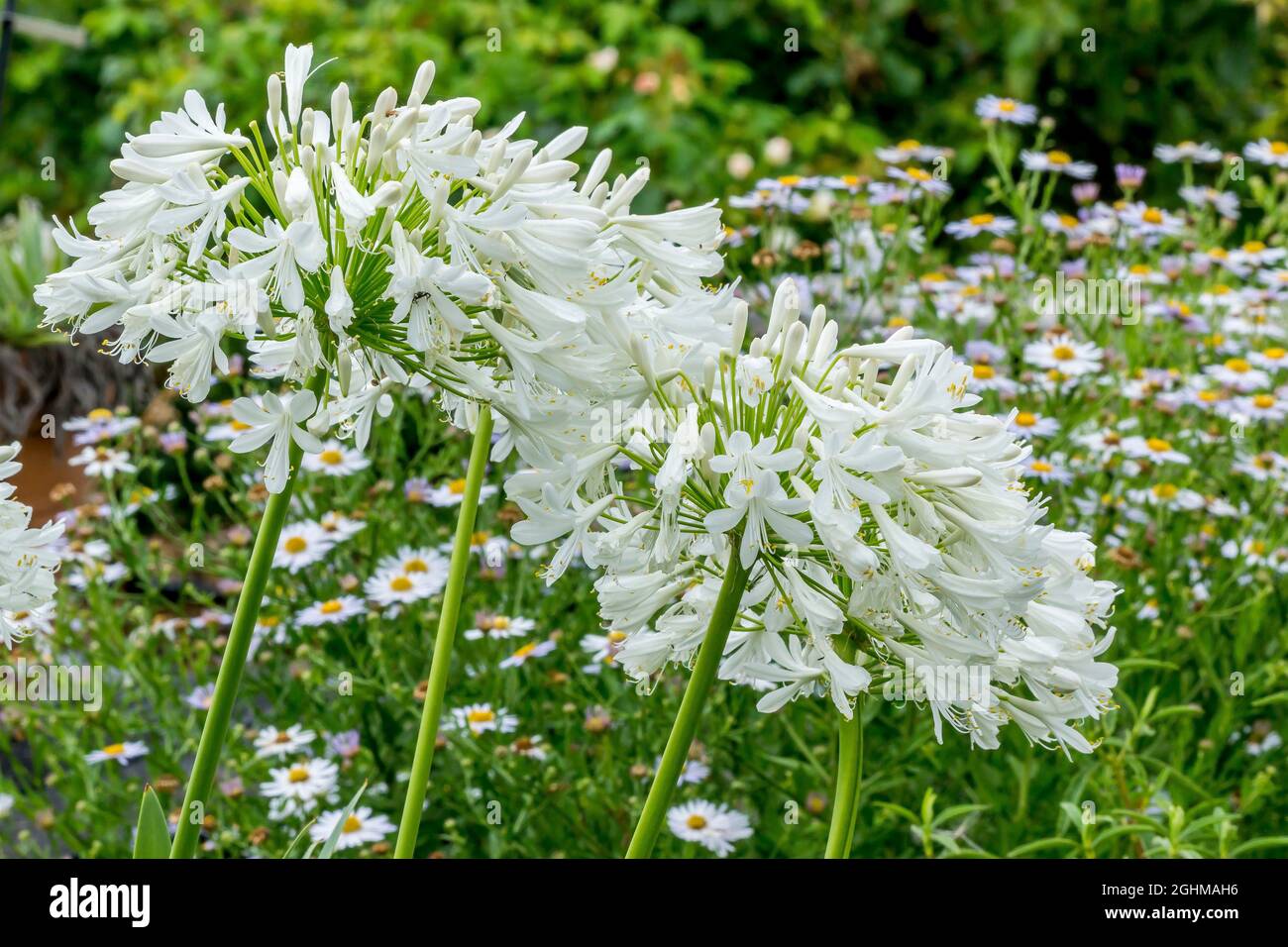 Bulbo Agapanthus Africanus 'Albus' - Pianta Da Fiore, Per Giardino O Vaso - Foto 10