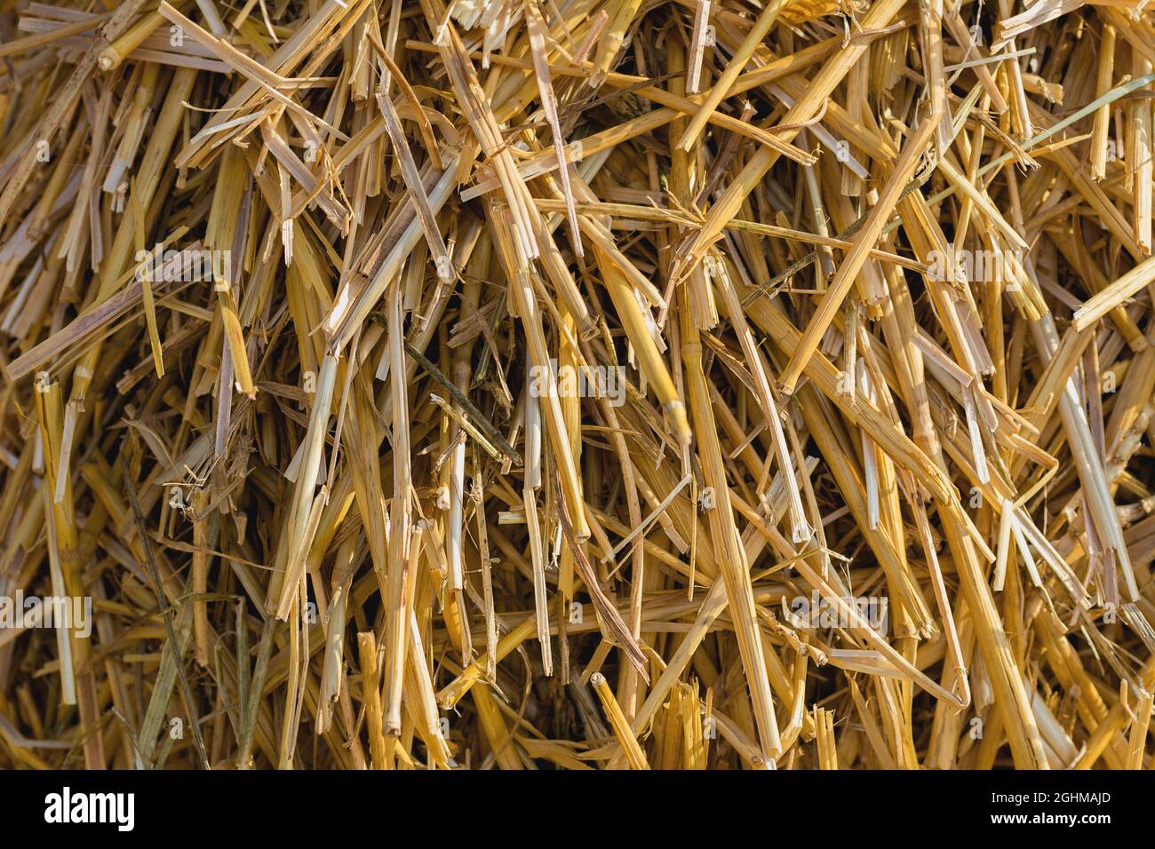 background texture of straw light yellow selective focus Stock Photo