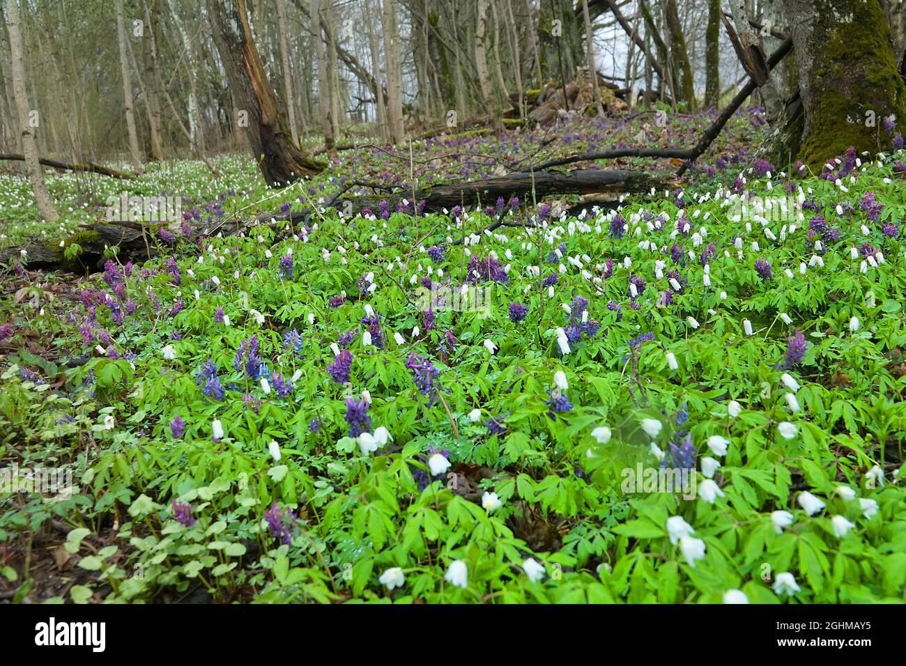Early bloomers (primroses) of northern European forests. European wood anemone (Anemone nemorosa) and Fumewort (Corydalis solida) in park forest (wood Stock Photo