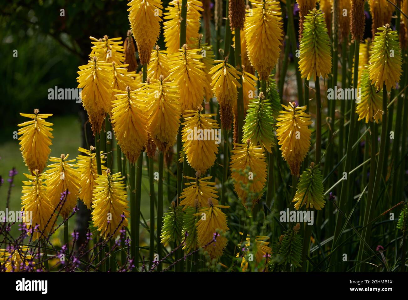 Views of David Austin Roses David Austin Roses, Bowling Green Lane, Albrighton, Shropshire Stock