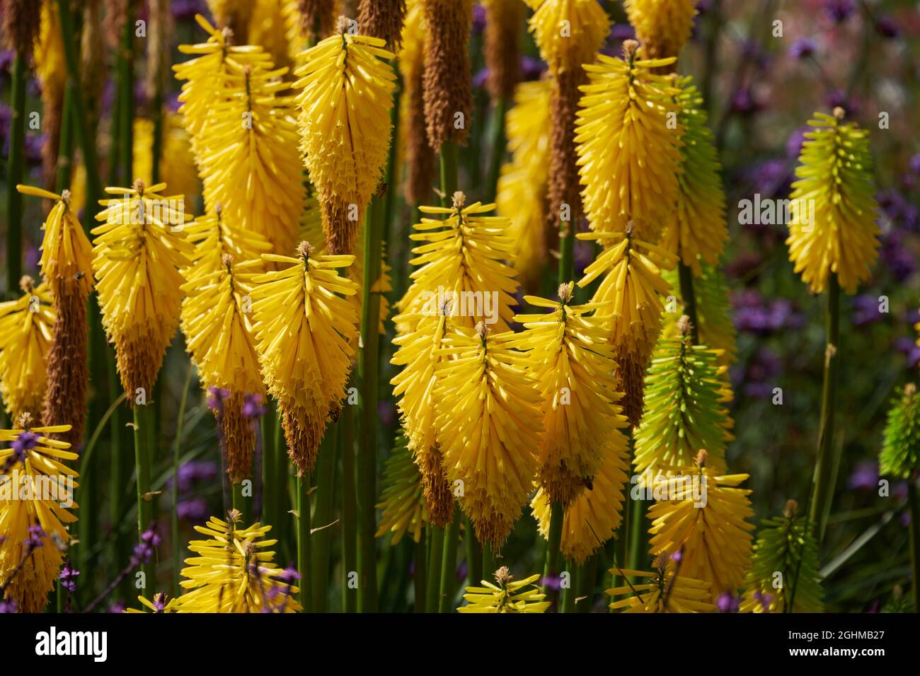 Views of David Austin Roses David Austin Roses, Bowling Green Lane