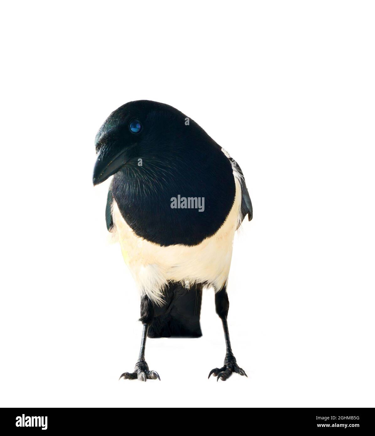 Maggot pie Cut Out Stock Images & Pictures Alamy