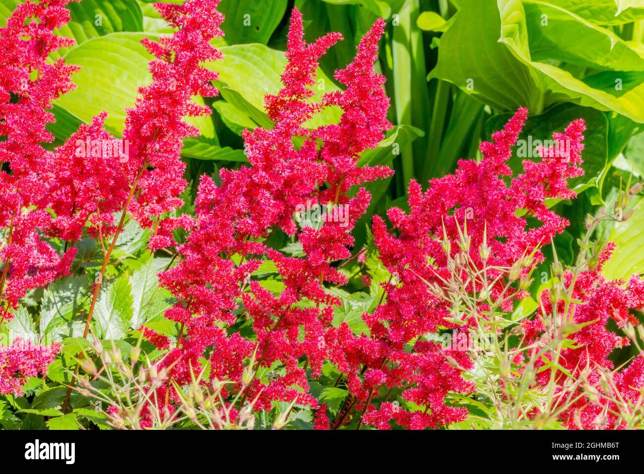 Astilbe japonica 'Montgomery' Stock Photo Alamy