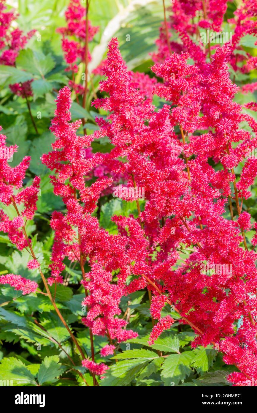 Astilbe japonica 'Montgomery' Stock Photo Alamy