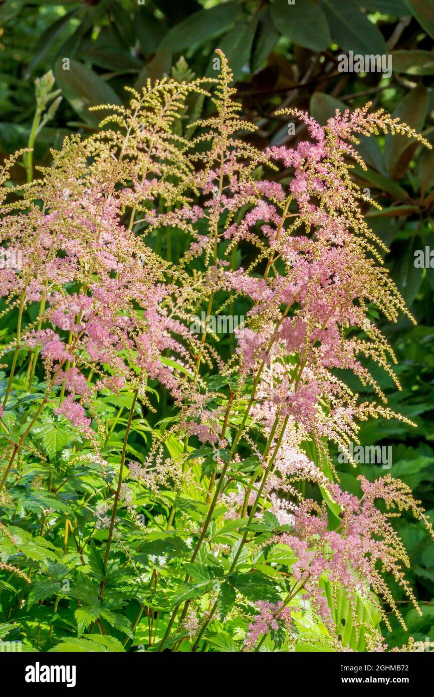 Astilbe Arendsii Bressingham Beauty Hi Res Stock Photography And Images Alamy