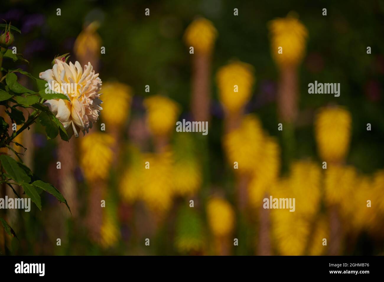 Views of David Austin Roses David Austin Roses, Bowling Green Lane, Albrighton, Shropshire Stock