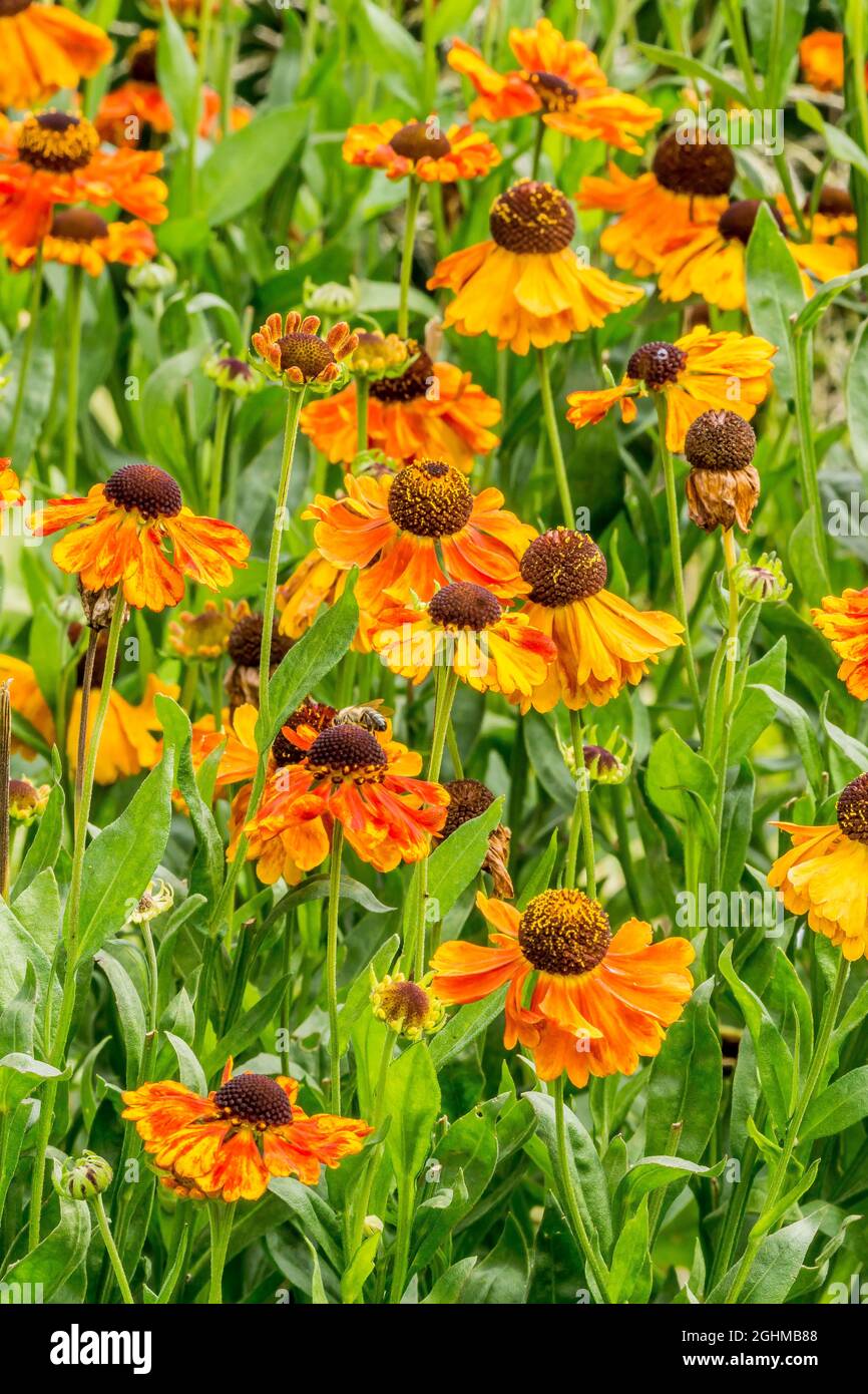 Helenium asteraceae hi-res stock photography and images - Alamy