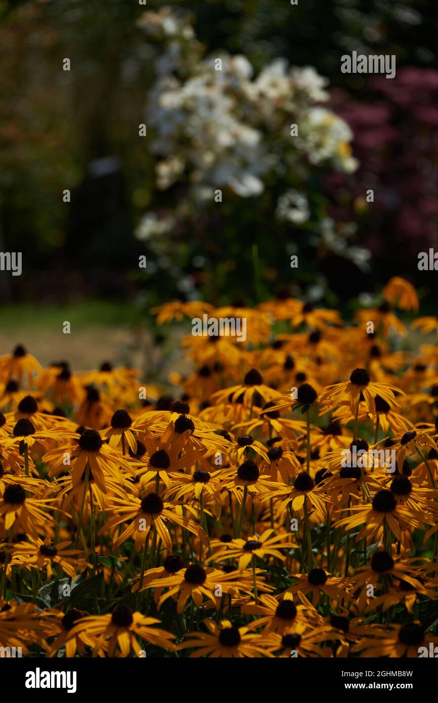 Views of David Austin Roses David Austin Roses, Bowling Green Lane, Albrighton, Shropshire Stock