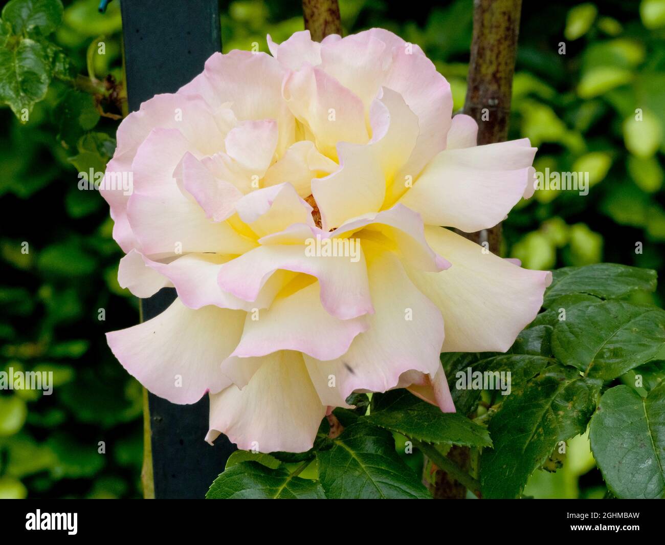 Rosa lasting peace rose hi-res stock photography and images - Alamy