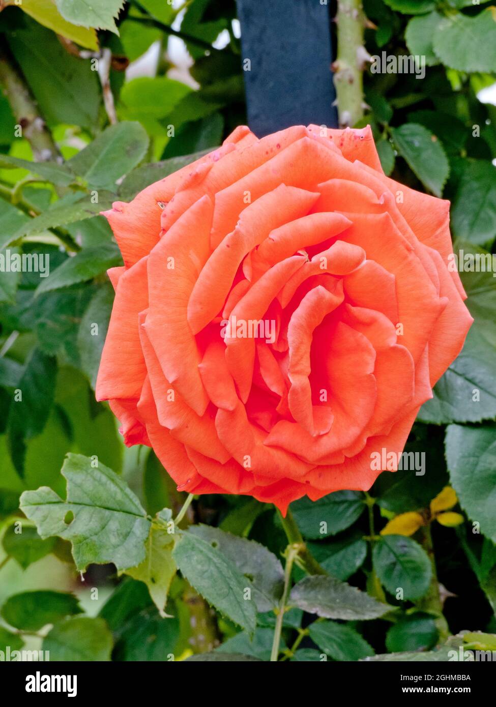 Rosa super star rose hi-res stock photography and images - Alamy