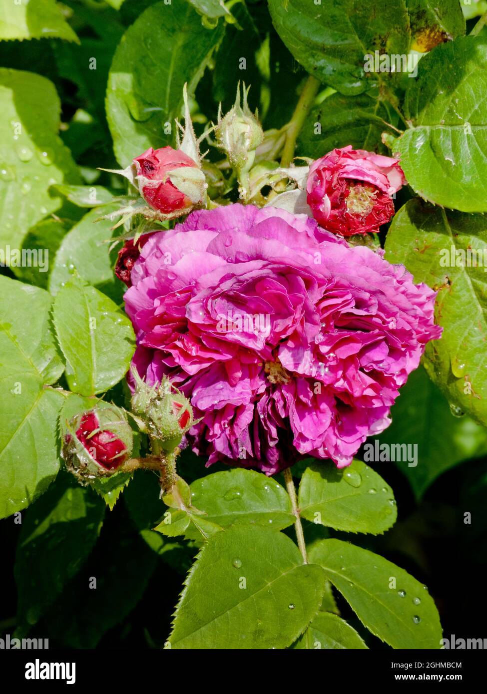 Rose tree 'Souvenir d'Alphonse Lavallee' in bloom in a garden Stock Photo