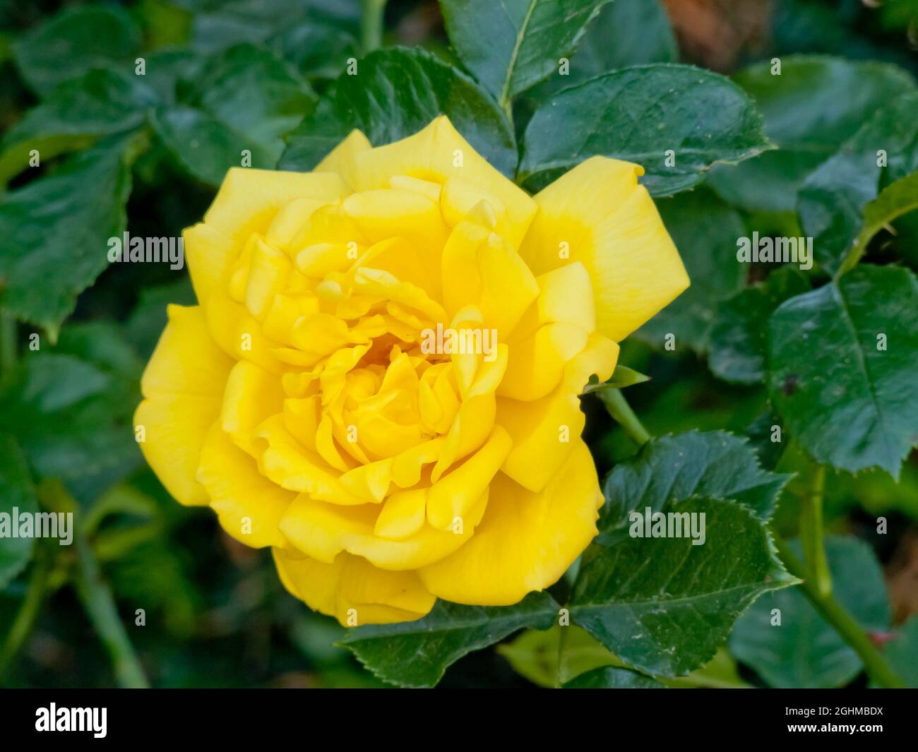 Rose tree 'Yellow Hammer' in bloom in a garden Stock Photo - Alamy