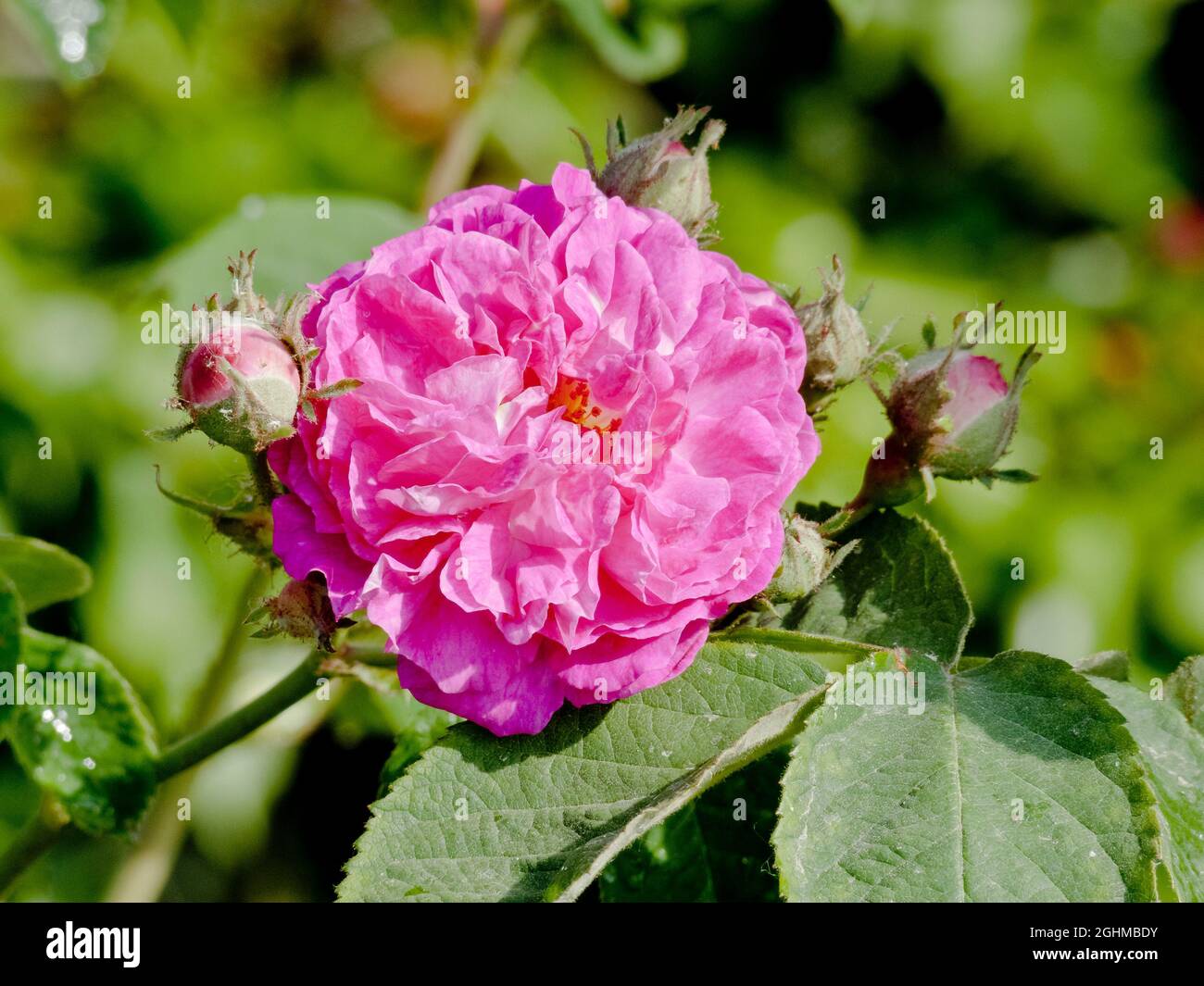 Rosa 'Rose de la Maitre Ecole' Coquereau 1840 Stock Photo - Alamy