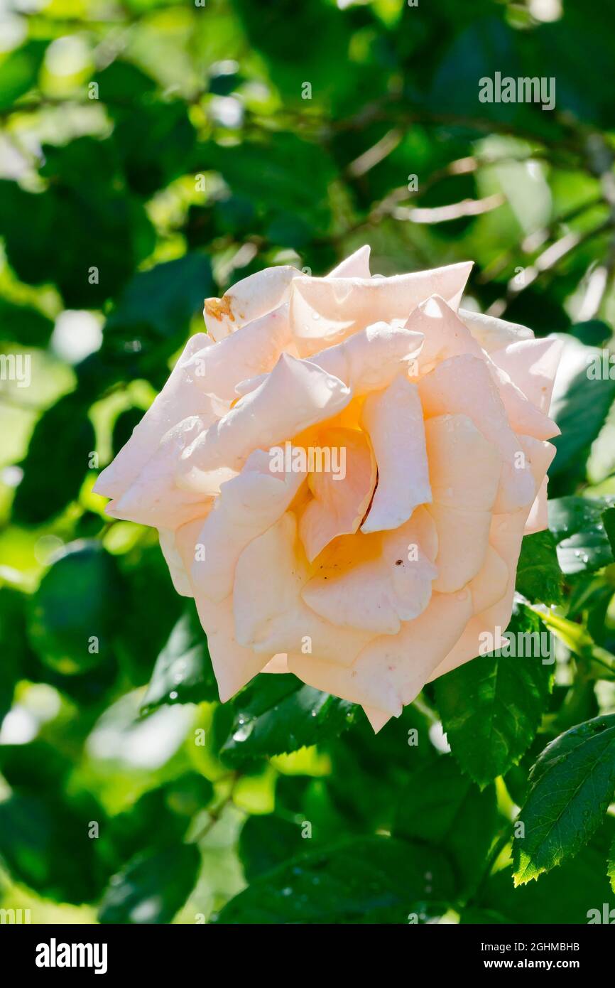 Rose tree 'Paul Ricard' in bloom in a garden Stock Photo - Alamy