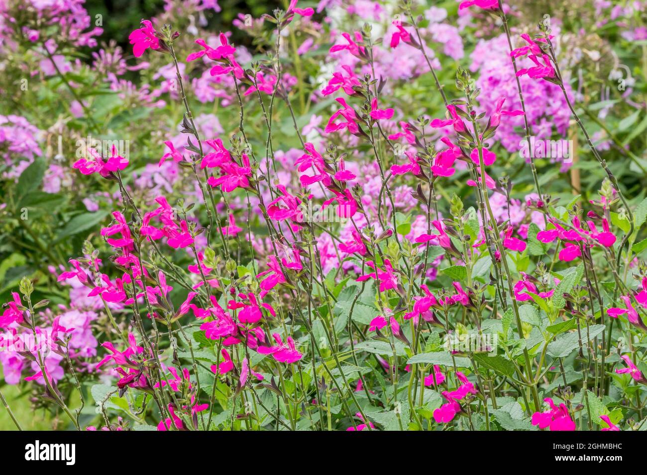 Salvia microphylla hi-res stock photography and images - Page 4 - Alamy